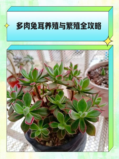 养肉兔选什么品种最合适？-图2