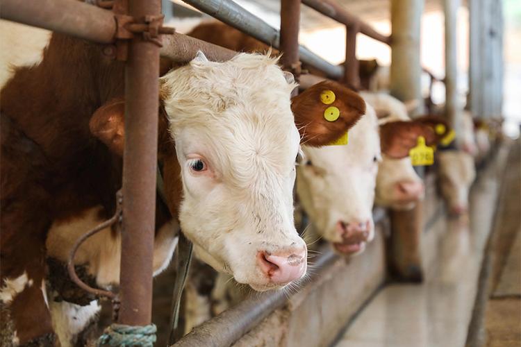 江西养牛,什么品种最合适?-图2 江西养牛,什么品种最合适?-图2