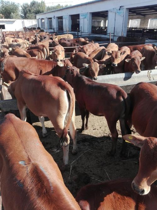 江西养牛,什么品种最合适?-图1 江西养牛,什么品种最合适?-图1