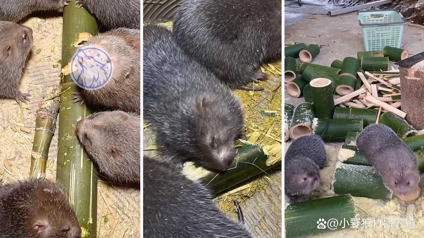 竹鼠养殖如何科学预防疾病?-图1 竹鼠养殖如何科学预防疾病?-图1