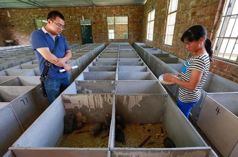 竹鼠养殖如何科学预防疾病？-图2