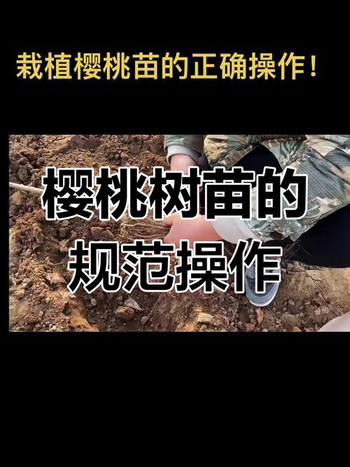樱桃幼树定植后如何科学管理促生长？-图3