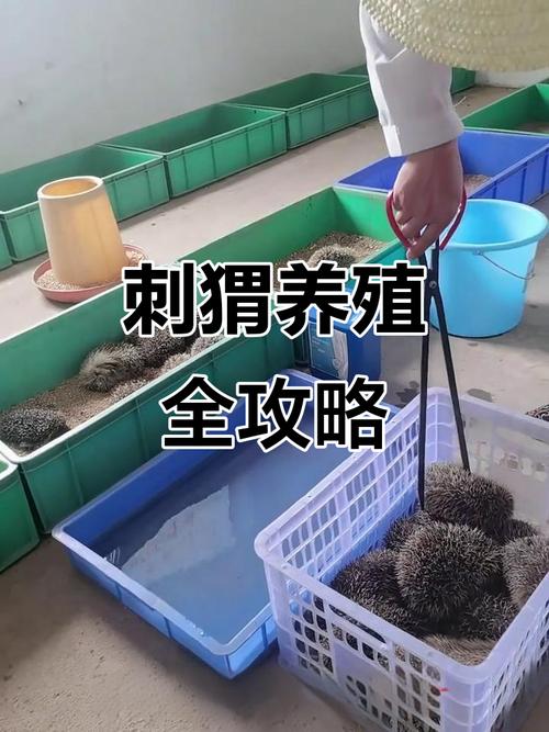 大刺猬养殖技术视频有哪些关键要点?-图1 大刺猬养殖技术视频有哪些关键要点?-图1