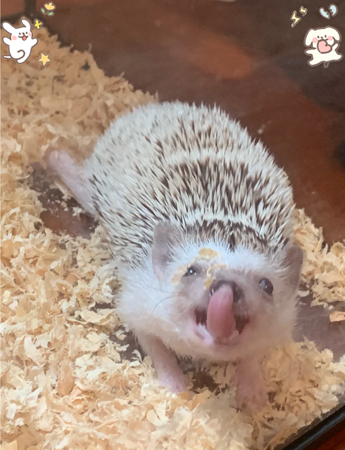 大刺猬养殖技术视频有哪些关键要点?-图3 大刺猬养殖技术视频有哪些关键要点?-图3