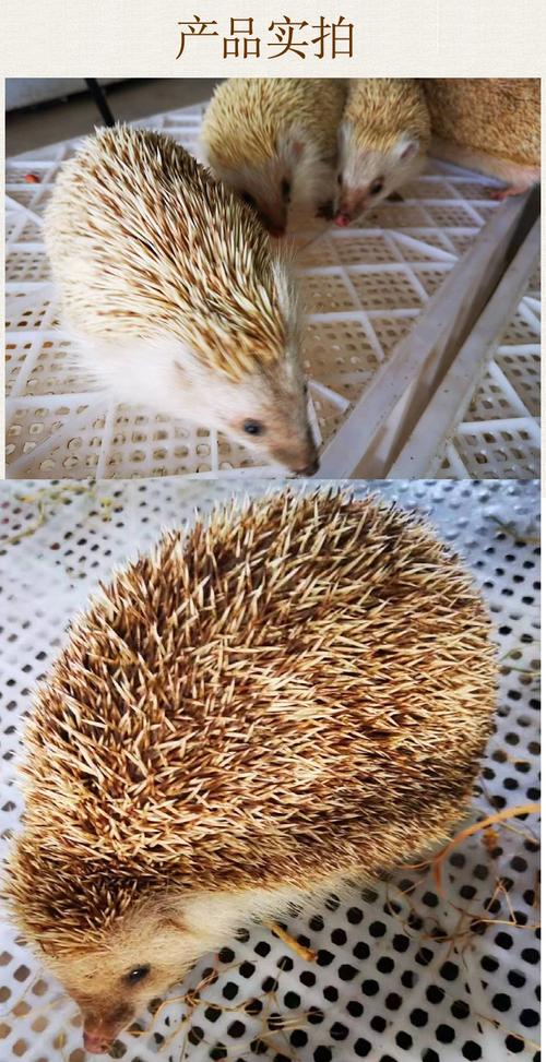 大刺猬养殖技术视频有哪些关键要点?-图2 大刺猬养殖技术视频有哪些关键要点?-图2