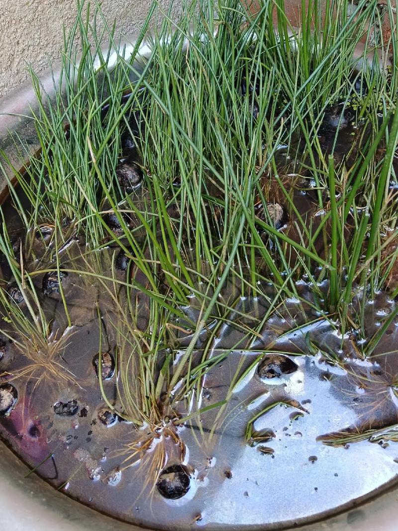 马蹄种植技术有哪些关键要点?-图1 马蹄种植技术有哪些关键要点?-图1