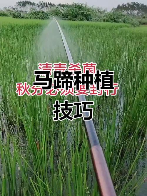 马蹄种植技术有哪些关键要点?-图3 马蹄种植技术有哪些关键要点?-图3