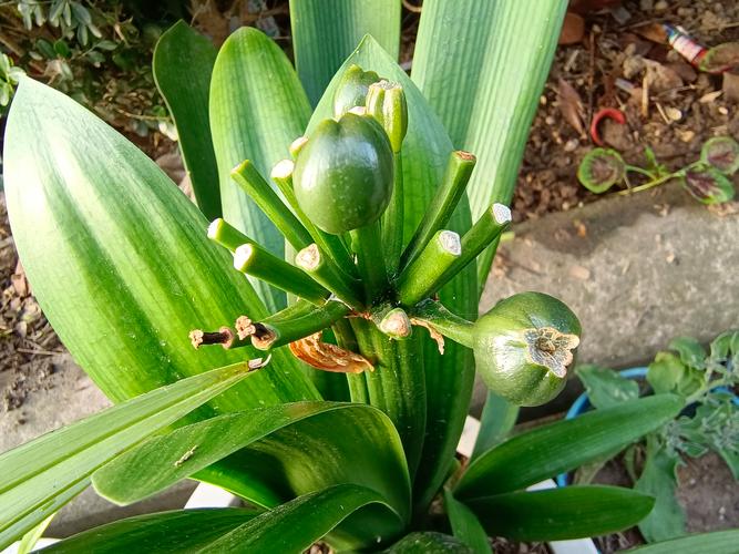 君子兰看果子能辨品种吗?-图2 君子兰看果子能辨品种吗?-图2