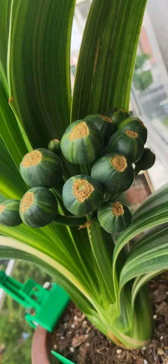 君子兰看果子能辨品种吗?-图3 君子兰看果子能辨品种吗?-图3