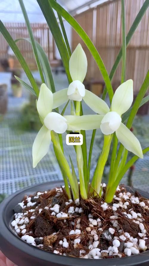 春兰十大品种花图片,哪种最值得养?-图2 春兰十大品种花图片,哪种最值得养?-图2