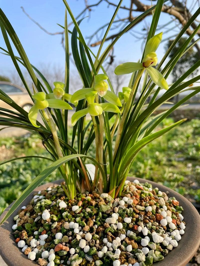 春兰十大品种花图片,哪种最值得养?-图1 春兰十大品种花图片,哪种最值得养?-图1