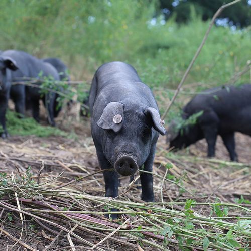 东北养殖什么品种猪好?-图1 东北养殖什么品种猪好?-图1