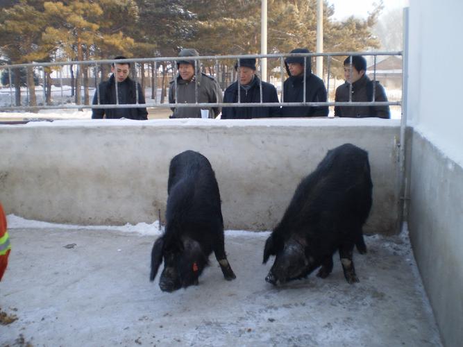 东北养殖什么品种猪好？-图2