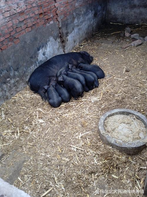 东北养殖什么品种猪好？-图3