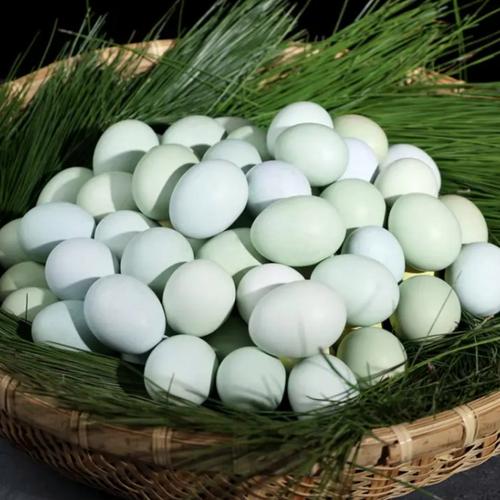 前景好的绿壳蛋乌鸡品种有哪些？-图3