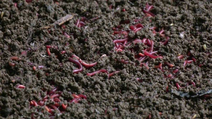 蝇蛆蚯蚓养殖技术如何高效利用?-图2 蝇蛆蚯蚓养殖技术如何高效利用?-图2