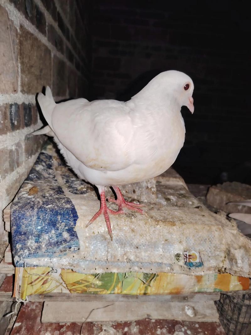 肉鸽养殖技术如何有效防治疾病?-图3 肉鸽养殖技术如何有效防治疾病?-图3