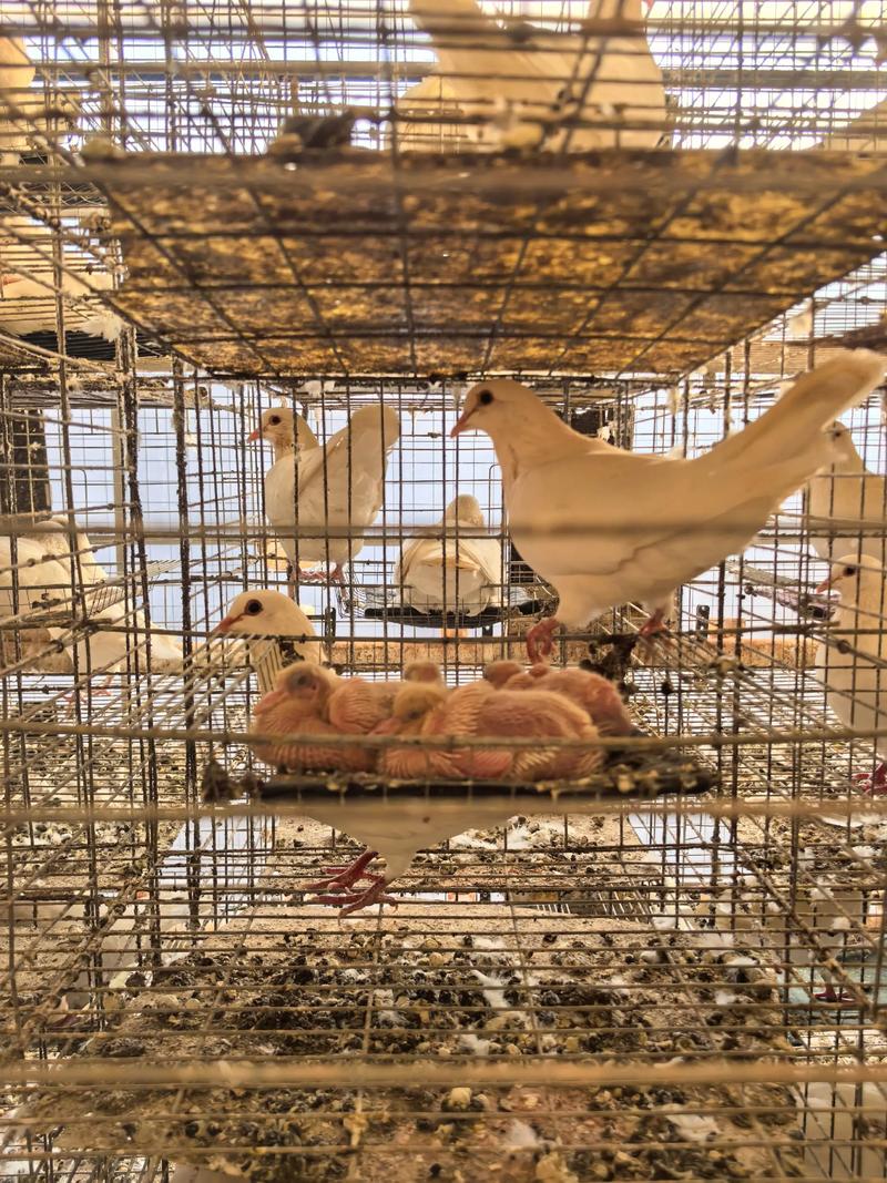 肉鸽养殖技术如何有效防治疾病?-图1 肉鸽养殖技术如何有效防治疾病?-图1
