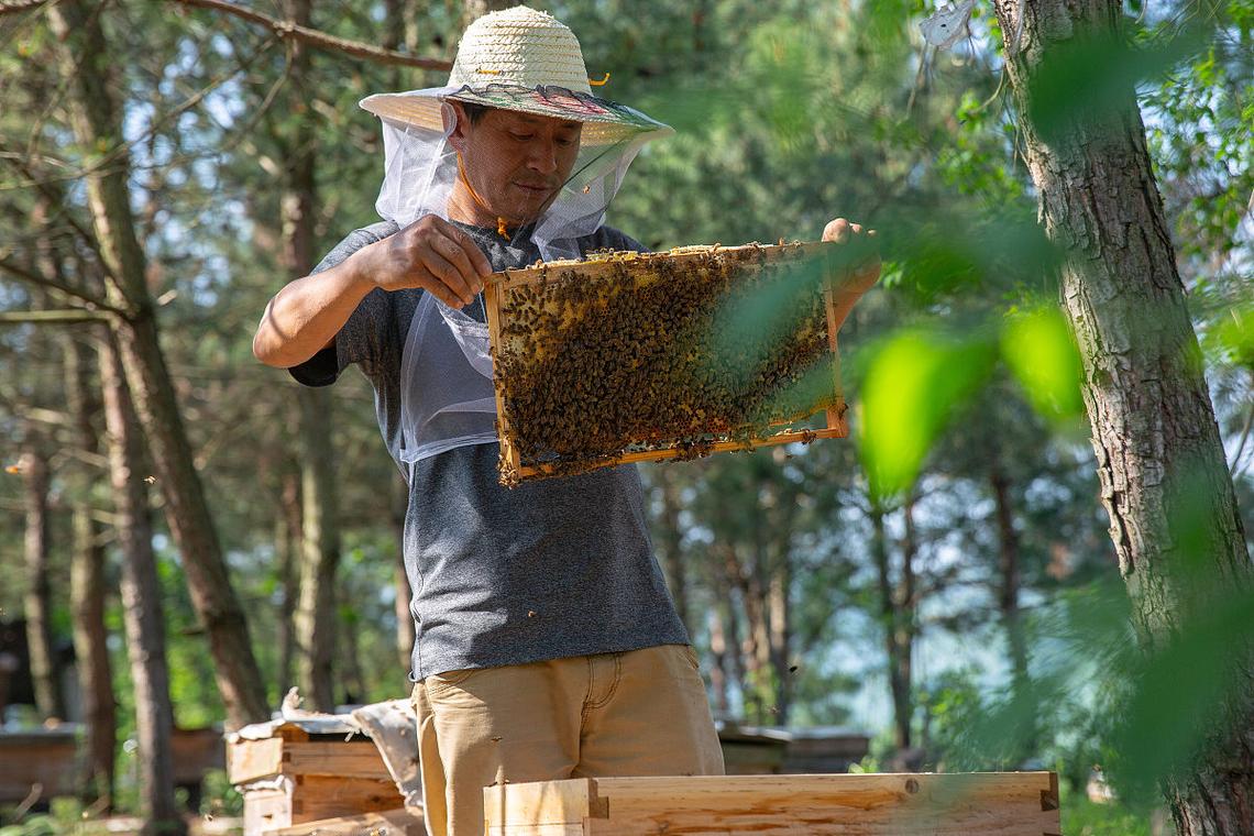 最新养蜂技术视频,如何高效学习应用?-图1 最新养蜂技术视频,如何高效学习应用?-图1
