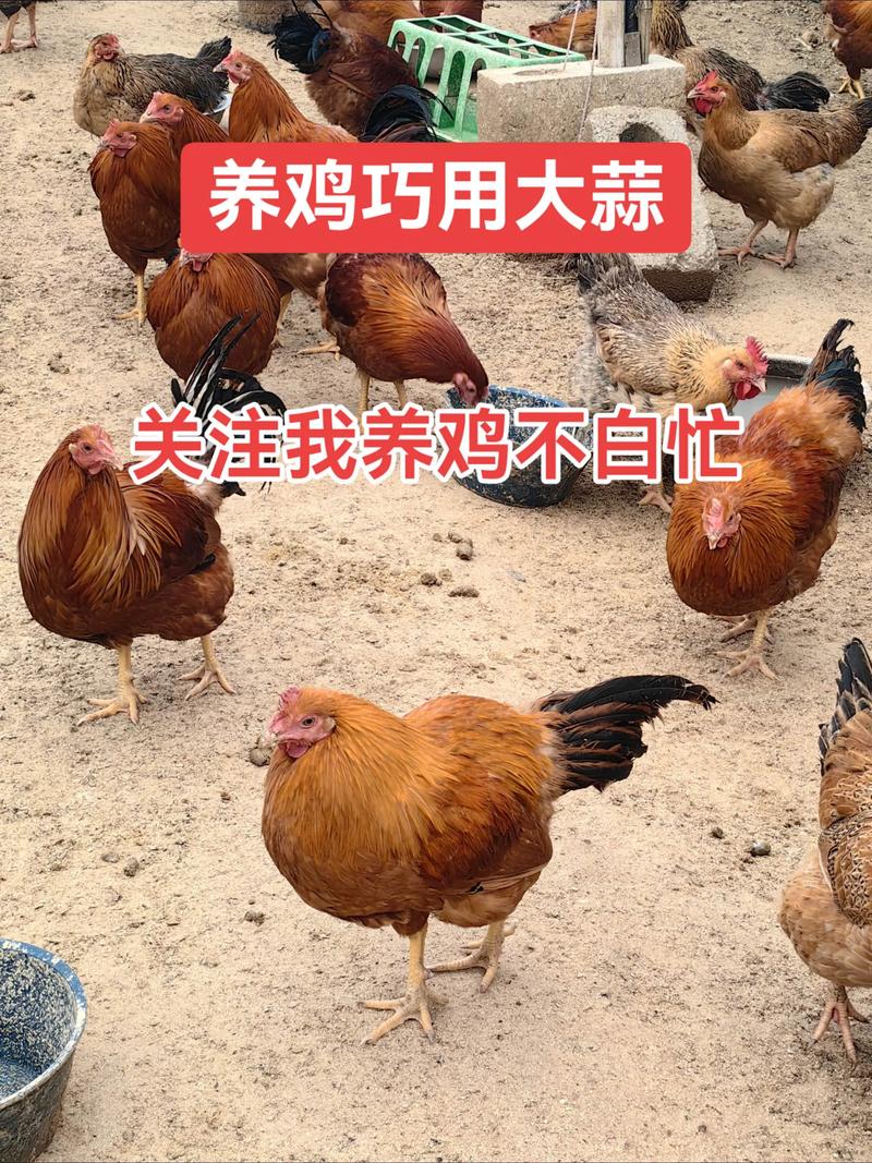 2025养鸡新技术有哪些突破点？-图2