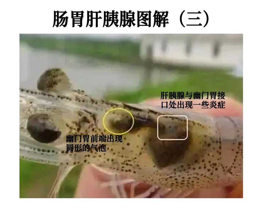 对虾养殖如何高效防病害?-图1 对虾养殖如何高效防病害?-图1