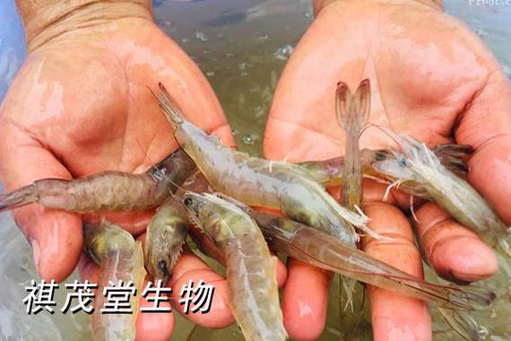 对虾养殖如何高效防病害？-图3