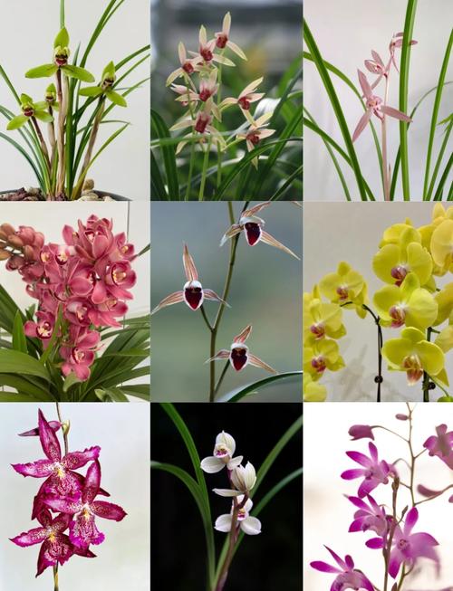 世上最好看兰花品种究竟花落谁家?-图1 世上最好看兰花品种究竟花落谁家?-图1