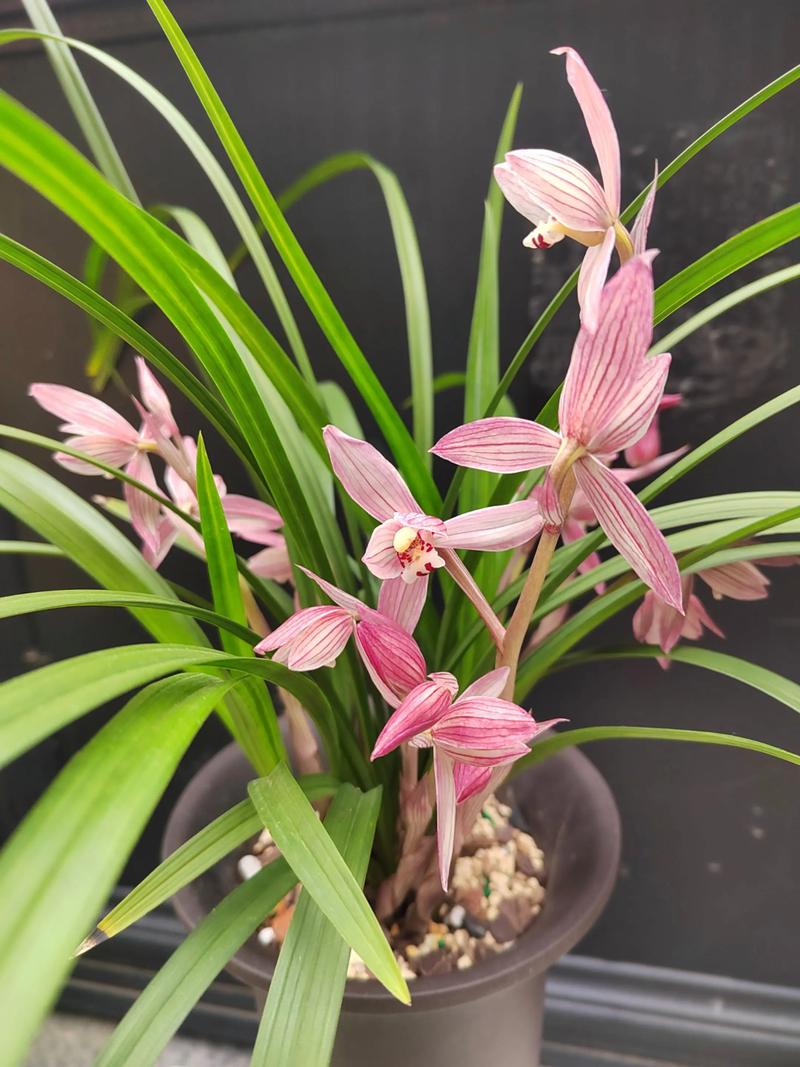 世上最好看兰花品种究竟花落谁家？-图3