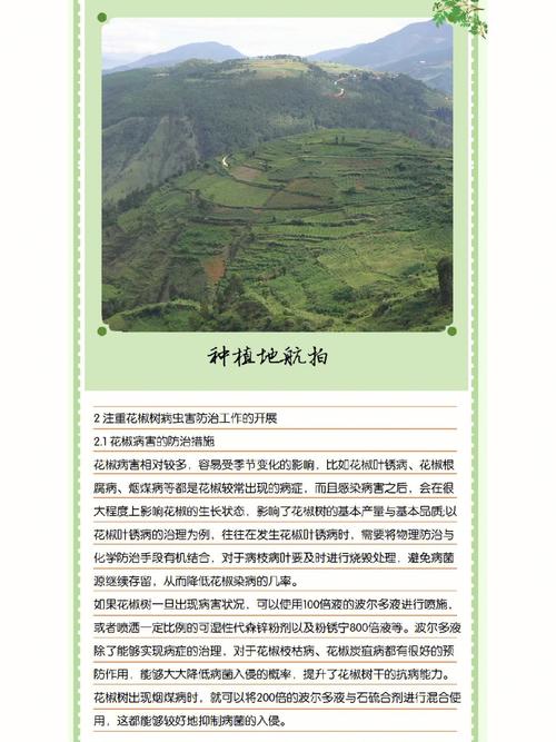 花椒栽培管理有哪些关键技术要点?-图1 花椒栽培管理有哪些关键技术要点?-图1