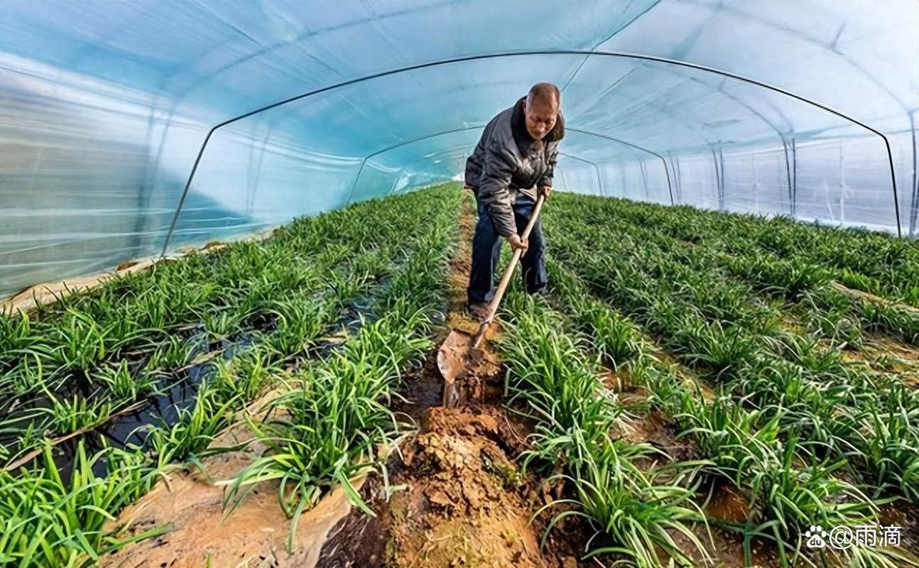 韭菜高产种植技术视频,关键步骤有哪些?-图2 韭菜高产种植技术视频,关键步骤有哪些?-图2
