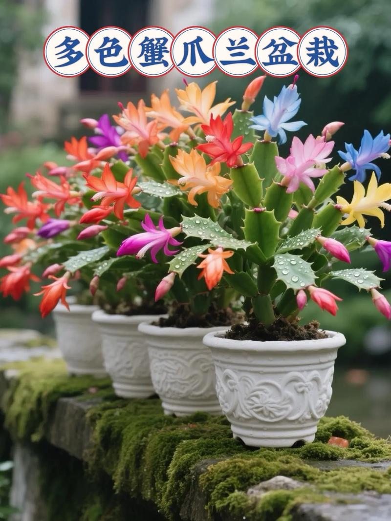 蟹爪兰如何培育出特定品种颜色?-图2 蟹爪兰如何培育出特定品种颜色?-图2