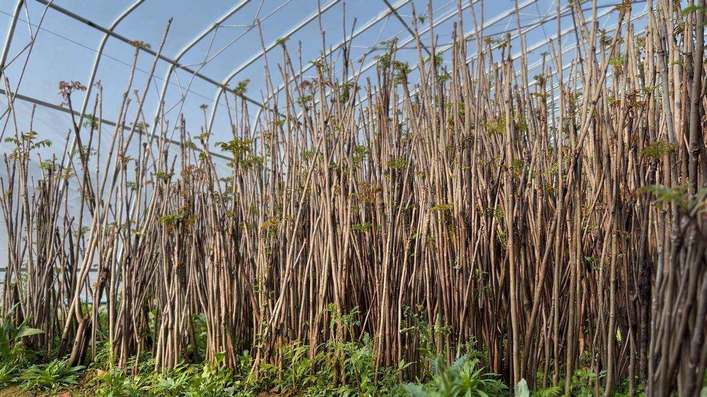 大棚香椿种植技术视频,关键点有哪些?-图1 大棚香椿种植技术视频,关键点有哪些?-图1