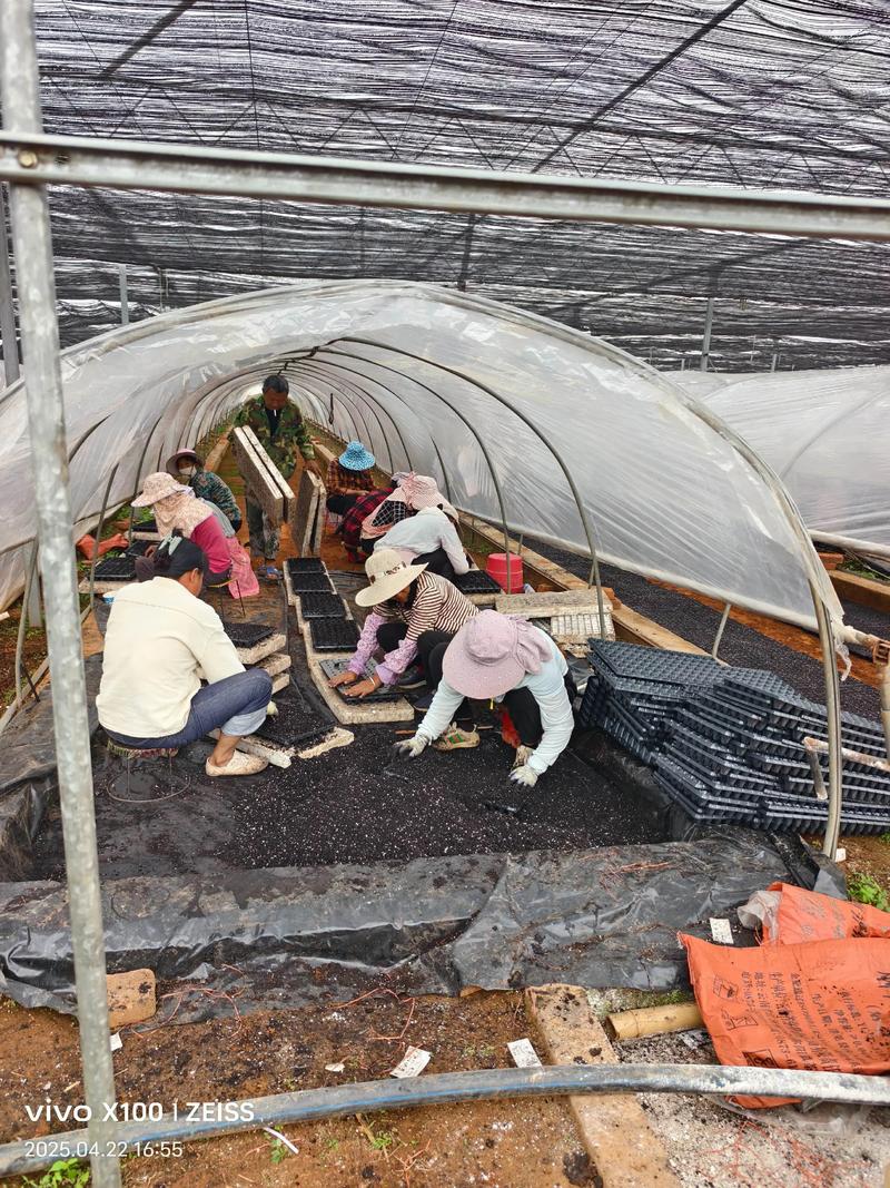 大棚香椿种植技术视频，关键点有哪些？-图2