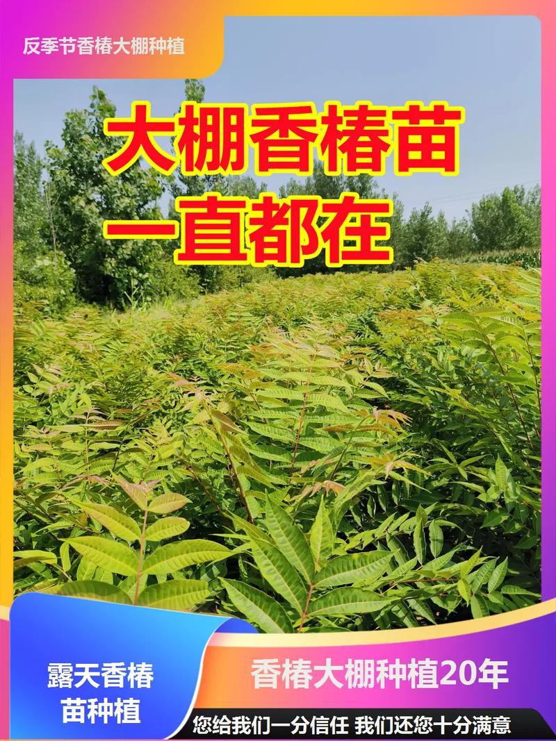 大棚香椿种植技术视频,关键点有哪些?-图3 大棚香椿种植技术视频,关键点有哪些?-图3