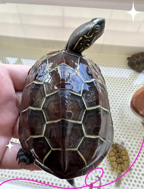 金线龟好品种有哪些？-图3