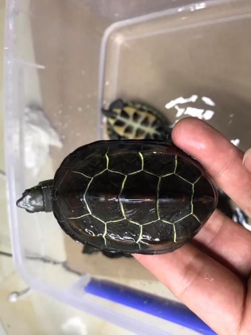 金线龟好品种有哪些？-图2