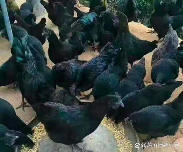 黑色白冠鸡是什么品种?-图3 黑色白冠鸡是什么品种?-图3