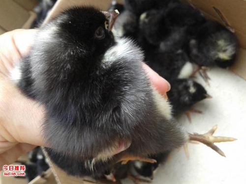 黑色白冠鸡是什么品种?-图1 黑色白冠鸡是什么品种?-图1