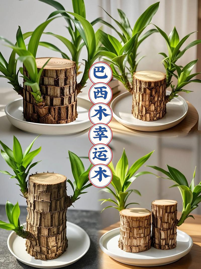 巴西木品种有多少？附图详解。-图1