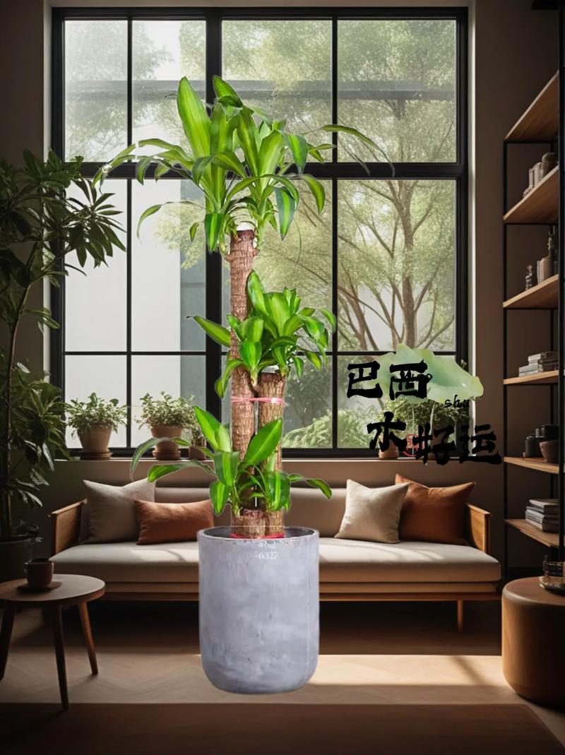 巴西木品种有多少？附图详解。-图2