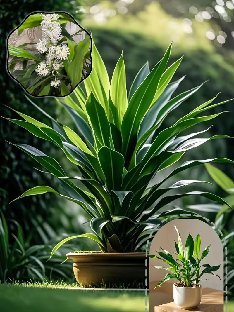 巴西木品种有多少？附图详解。-图3