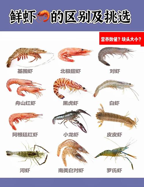 北方地区适合养什么品种的虾？-图2
