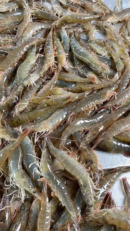 北方地区适合养什么品种的虾?-图1 北方地区适合养什么品种的虾?-图1