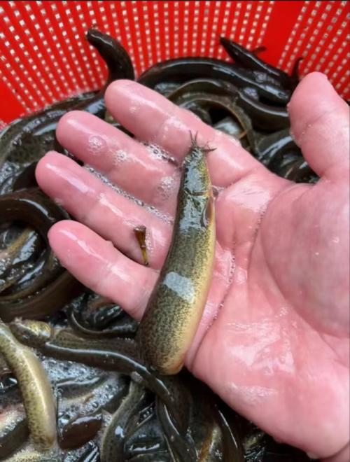 生态泥鳅养殖技术视频，关键点有哪些？-图2