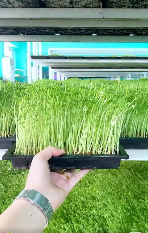 豌豆种植技术视频，关键步骤有哪些？-图2