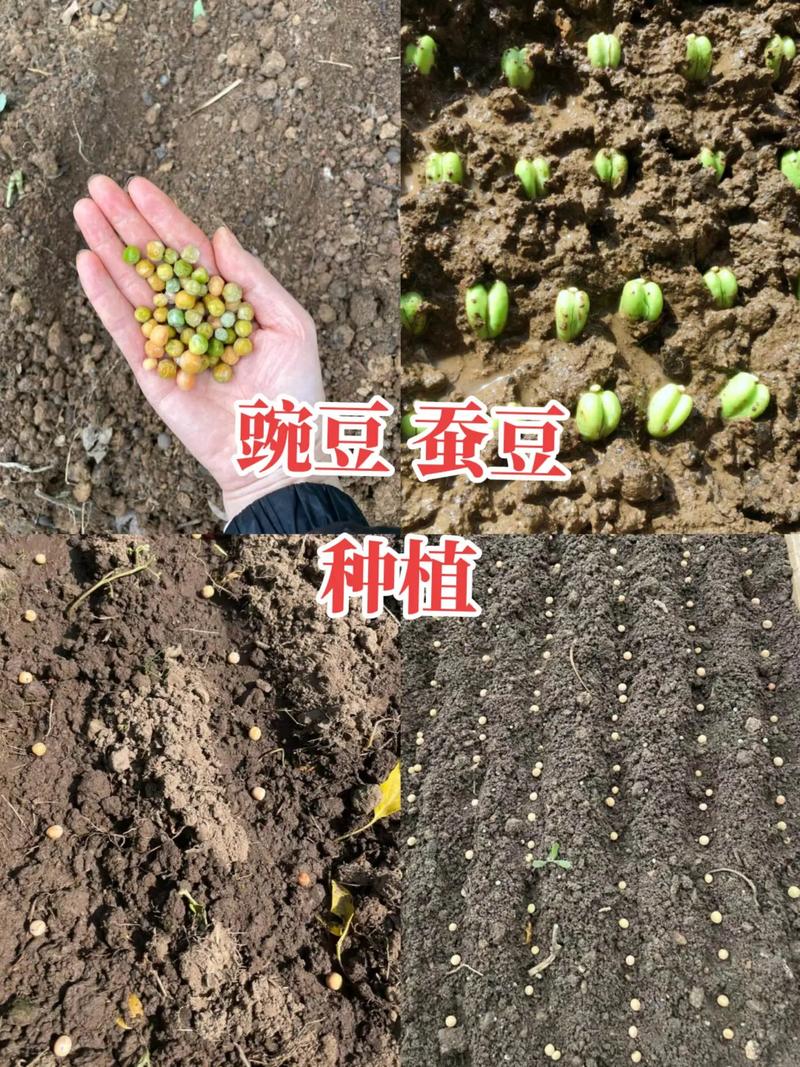 豌豆种植技术视频,关键步骤有哪些?-图1 豌豆种植技术视频,关键步骤有哪些?-图1
