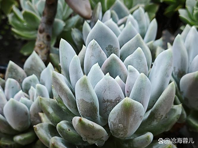 湖北露养多肉，哪些品种能扛住？-图3
