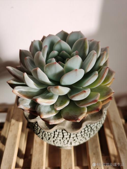 湖北露养多肉，哪些品种能扛住？-图2