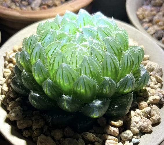湖北露养多肉，哪些品种能扛住？-图1