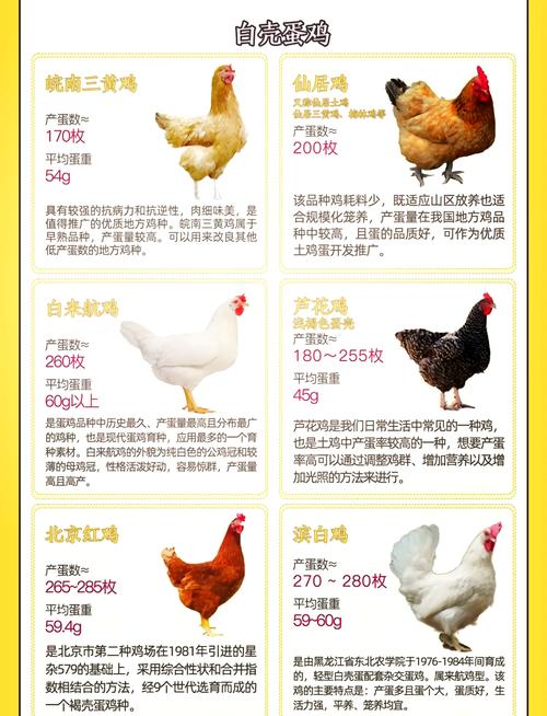 什么鸡品种产蛋量最高？-图2
